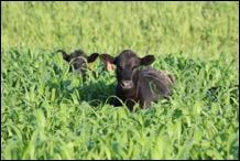 weaned black calves
